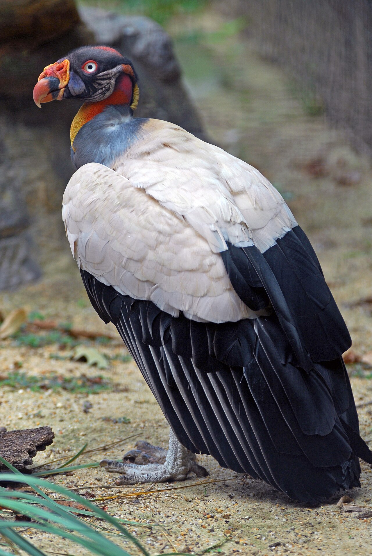 Urubu-rei (Sarcoramphus papa)